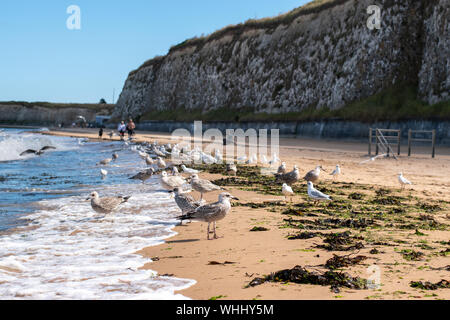 Gabbiani giocare in le onde che si infrangono sulla spiaggia vicino a Margate, Kent, Regno Unito Foto Stock