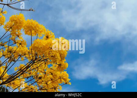 Golden tromba albero sotto un cielo blu. Foto Stock