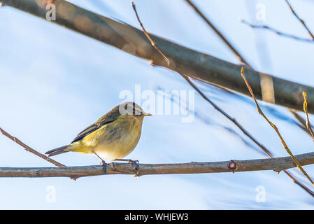 Chiffchaff, phylloscopus collybita, sul ramo in condizioni di luce solare intensa. Foto Stock