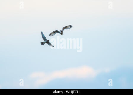 Breve eared owl volare con il gheppio Foto Stock