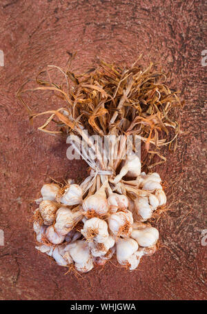 Cluster di organico essiccato aglio su una rossa superficie di cemento Foto Stock