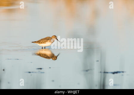 Dunlin, Calidris alpina, guadare in piscina calma al tramonto, bagliore arancione per acqua in background. Copia dello spazio. Foto Stock