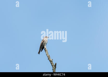 Spotted flycatcher, Muscicapa striata, sulla punta del ramo contro il cielo blu. Foto Stock