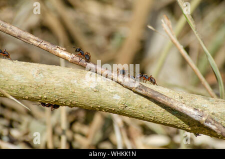 Un gruppo di rufipes camponotus, un tipo comune di formiche sudamericane, cammina su un ramo per scouts per danni dopo un disturbo al loro nido. Foto Stock