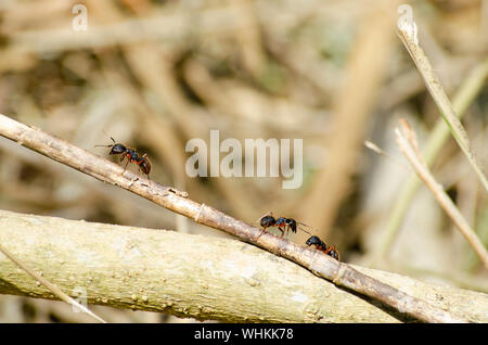 Un gruppo di rufipes camponotus, un tipo comune di formiche sudamericane, cammina su un ramo per scouts per danni dopo un disturbo al loro nido. Foto Stock