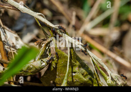 Un gruppo di rufipes camponotus, un tipo comune di formiche sudamericane, cammina su un ramo per scouts per danni dopo un disturbo al loro nido. Foto Stock