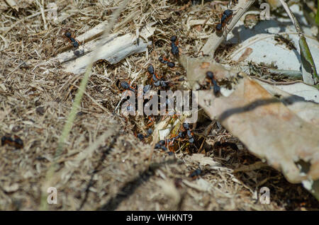 Un gruppo di rufipes camponotus, un tipo comune di formiche sudamericane, cammina su un ramo per scouts per danni dopo un disturbo al loro nido. Foto Stock