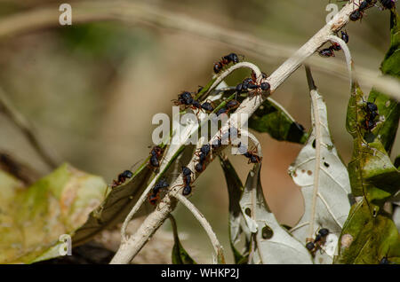 Un gruppo di rufipes camponotus, un tipo comune di formiche sudamericane, cammina su un ramo per scouts per danni dopo un disturbo al loro nido. Foto Stock