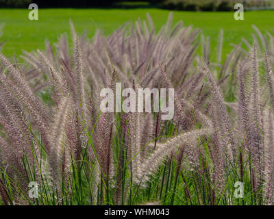 Crimson fountaingrass (Pennisetum setaceum) in un letto di fiori, Commissari Park, Ottawa, Ontario, Canada. Foto Stock