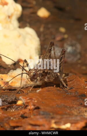 Grotta di cricket Foto Stock