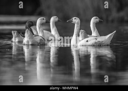 Gruppo di oche bianco (Anser anser domesticus) cercando avvisato in telecamera e circa a fuggire Foto Stock