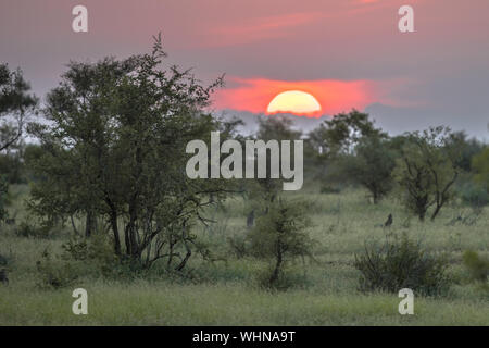 Sole africano al di sopra di silhouette di alberi di savana arbusti ed erba al tramonto nel parco nazionale Kruger Sud Africa Foto Stock