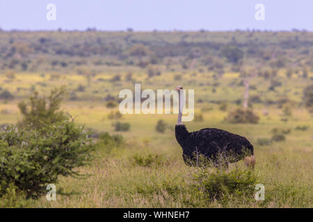 Struzzo Sudafricano (Struthio camelus australis) maschio sulla savana verde in Satara bushveld savana del Parco Nazionale Kruger Sud Africa guardando ca Foto Stock