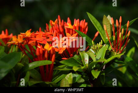 Arancione brillante ixora o west indian gelsomino in fiore nel giardino sulla giornata del sole, il fuoco selettivo Foto Stock