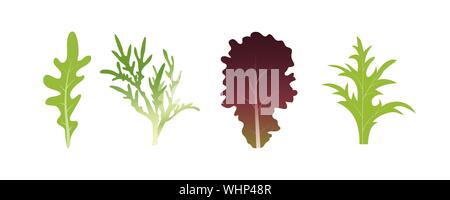 Mix di foglie di insalata. La rucola e spinaci foglia di lattuga. Illustrazione Vettoriale impostato in uno stile piatto Illustrazione Vettoriale