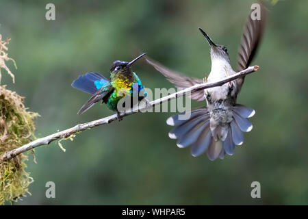 Fiery-throated hummingbird (Panterpe insignis) e femmina Talamanca hummingbird (Eugenes spectabilis) hanno lo sguardo fisso-giù al disopra del ramo in Costa Rica Foto Stock