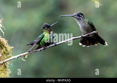 Fiery-throated hummingbird (Panterpe insignis) e femmina Talamanca hummingbird (Eugenes spectabilis) hanno lo sguardo fisso-giù al disopra del ramo in Costa Rica Foto Stock