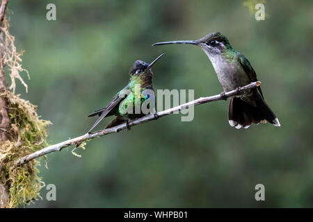 Fiery-throated hummingbird (Panterpe insignis) e femmina Talamanca hummingbird (Eugenes spectabilis) hanno lo sguardo fisso-giù al disopra del ramo in Costa Rica Foto Stock