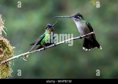 Fiery-throated hummingbird (Panterpe insignis) e femmina Talamanca hummingbird (Eugenes spectabilis) hanno lo sguardo fisso-giù al disopra del ramo in Costa Rica Foto Stock