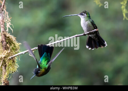 Fiery-throated hummingbird (Panterpe insignis) e femmina Talamanca hummingbird (Eugenes spectabilis) hanno lo sguardo fisso-giù al disopra del ramo in Costa Rica Foto Stock