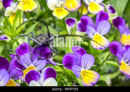 Il grillo con un lungo i baffi siede su un germoglio di fiore in giardino. Fiori con un grosso insetto close-up. Foto Stock