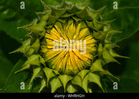 Primo piano di una gemma di una fioritura di semi di girasole in serata con gocce d'acqua in Europa Foto Stock