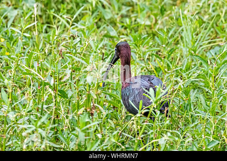 Ibis lucido nelle paludi Foto Stock