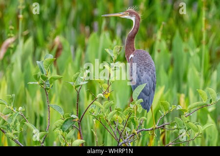 I capretti tricolore Heron appollaiate su una boccola Foto Stock