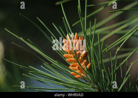 Mediterraneo pino blossom o fiori closeup in Italia il latino pinus pinea chiamato anche ombrellone, parasol o lapideo italiano Pino pinaceae famiglia Foto Stock