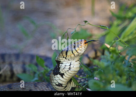 Molto vicino la biscia sibili Eurasian biscia o natrix natrix spesso chiamato inanellato o acqua serpente con una lingua biforcuta in Italia Foto Stock