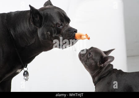 Giocare con il giocattolo di gomma di cane corso e bulldog francese su sfondo bianco Foto Stock