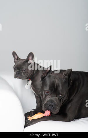 Giocare con il giocattolo di gomma di cane corso e bulldog francese su sfondo bianco Foto Stock