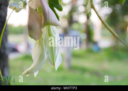 Ronzio vegetali uccello, Sesbania grandiflora, agasta sull albero. Foto Stock