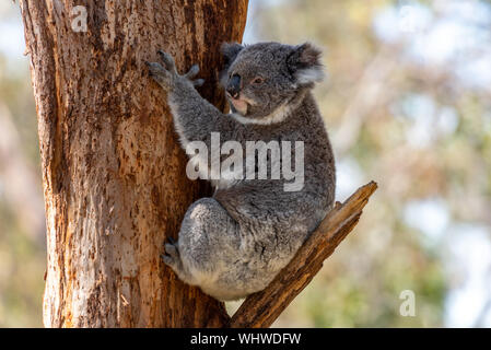 Il Koala di stare su un ramo di albero Foto Stock