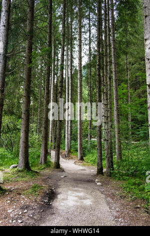 Sentiero forestale nelle Alpi Italiane Foto Stock
