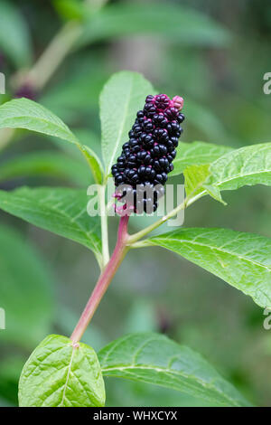 Frutti di Bosco autunnale di phytolacca americana, noto anche come American pokeweed, pokeweed, poke sallet o insalata di poke Foto Stock