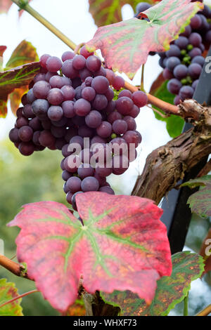 Close-up di Vitis Schuyler uva o di Vitigno Schuyler tavolo blu uva che cresce sulla vite Foto Stock
