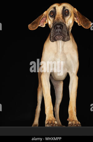 Alano in piedi con le orecchie estesa contro lo sfondo nero Foto Stock