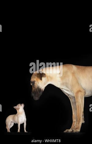 Vista laterale di un chihuahua e un alano in piedi su sfondo nero Foto Stock