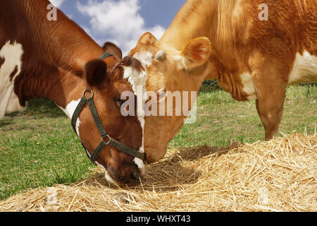 Primo piano vista laterale di due brown mucche mangiano fieno in campo Foto Stock