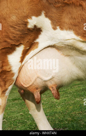 Extreme closeup di marrone mammella della bovina Foto Stock