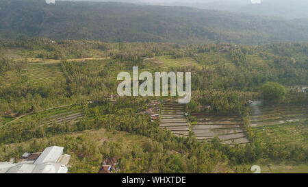 I campi di riso, terreni agricoli con i campi con coltivazioni di alberi in montagna. vista aerea terreni agricoli con terrazza di riso raccolti agricoli in campagna Indonesia Foto Stock