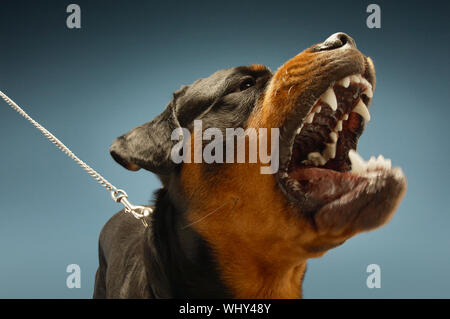 Feroce Rottweiler barking su sfondo blu Foto Stock