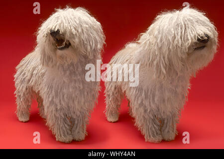 Per tutta la lunghezza della cute Komondors ungherese in piedi su sfondo rosso Foto Stock
