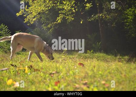 Bellissimo Labrador retriever cane a prato whit bella morbida luce mattutina Foto Stock