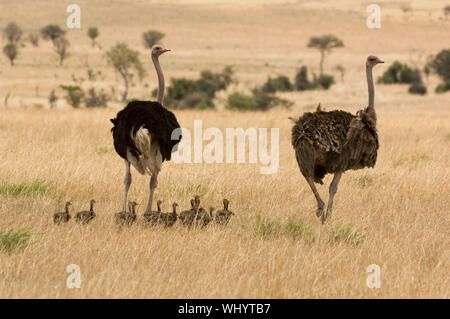 Famiglia di struzzi sulla savana Foto Stock