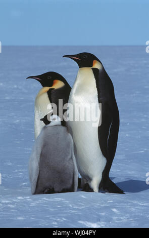 L'Antartide, Weddel Sea, Atka Bay, pinguino imperatore famiglia Foto Stock