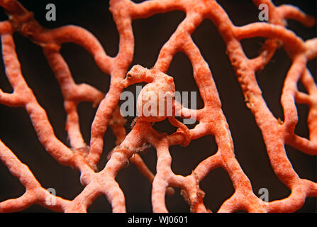 Cavalluccio marino pigmeo sul corallo gorgonia Foto Stock