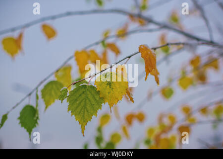 Foglie di albero ricoperto di ghiaccio sul blu sfocate sullo sfondo del cielo. Il congelamento, cold snap, temperatura, nevicata. Tardo autunno o inizio inverno la natura. Natale, Foto Stock