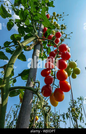 Solanum lycopersicum maturazione pomodoro sul vitigno, la fila di piante, crescere i pomodori contro il cielo blu Foto Stock